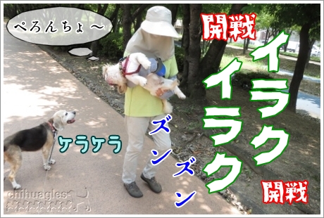 ペキニーズを抱いていくおばさん