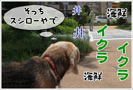 ペキニーズを見送るビーグル