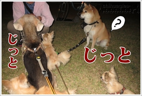 チワワとビーグルと柴犬