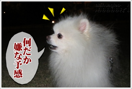 白ポメラニアンのロック
