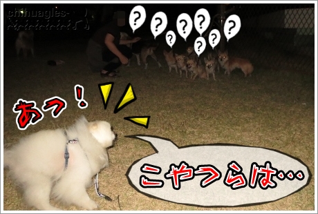 チワワとポメラニアン
