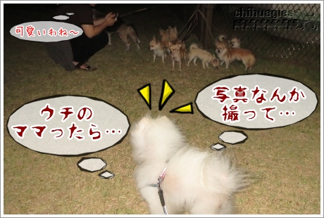 チワワとポメラニアン