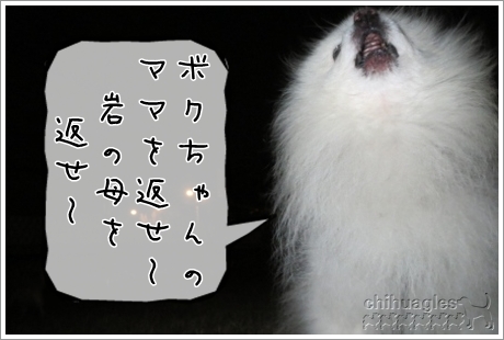 ポメラニアンのロック