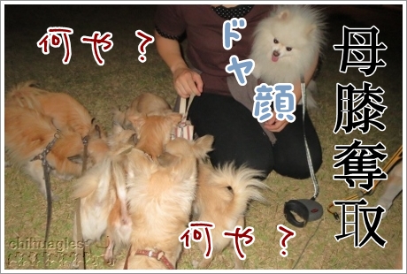 ポメラニアンのロック