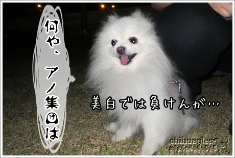 ポメラニアンのロック