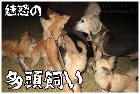 たくさんの犬