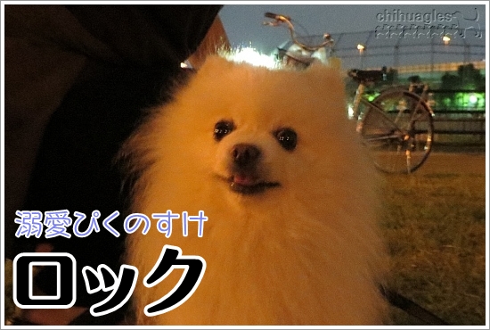 白いポメラニアンのロック