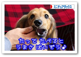 応援ありがとうございますワン!!
