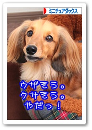 応援ありがとうございますワン!!