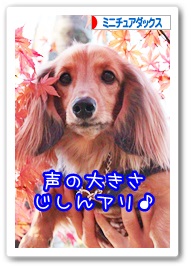 応援ありがとうございますワン!!