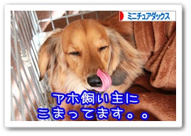 応援ありがとうございますワン!!