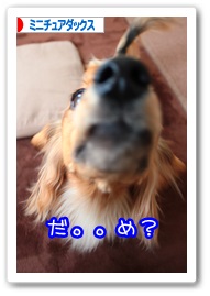 応援ありがとうございますワン!!