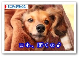 応援ありがとうございますワン!!