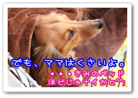 応援ありがとうございますワン!!