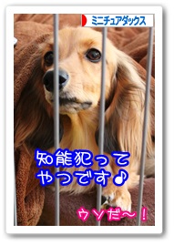 応援ありがとうございますワン!!
