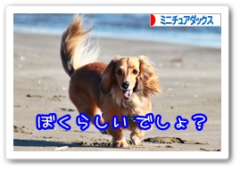 応援ありがとうございますワン!!