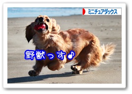 応援ありがとうございますワン!!