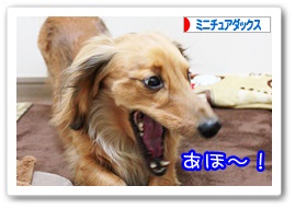応援ありがとうございますワン!!