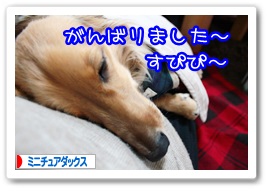 応援ありがとうございますワン!!