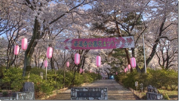 桜満開の華蔵寺公園 春の花 桜