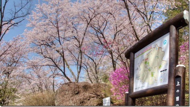 群馬県立森林公園さくらの里 見頃 春の花 桜