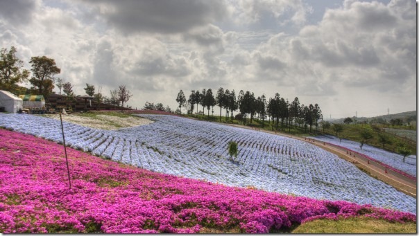 太田市北部運動公園のネモヒィラと芝桜 見頃 春の花 芝桜