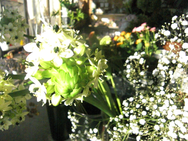 札幌の花屋 ふろーりすと咲季のblog オーニソガラム