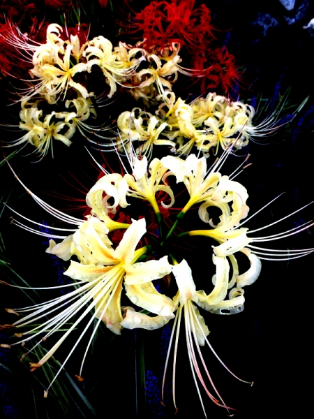 紅白曼珠沙華02