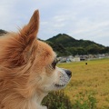田舎暮らしプログラマの技術メモ