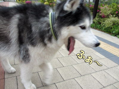 あくびポトフ