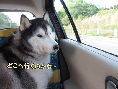 車の中のポトフ