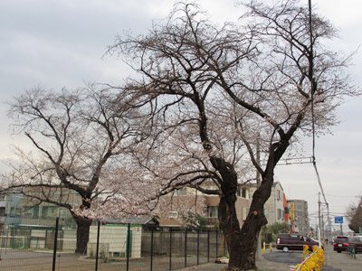 道路沿いの桜並木