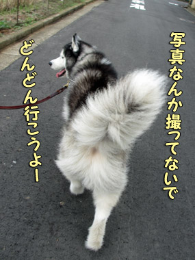 ポトフの尻尾