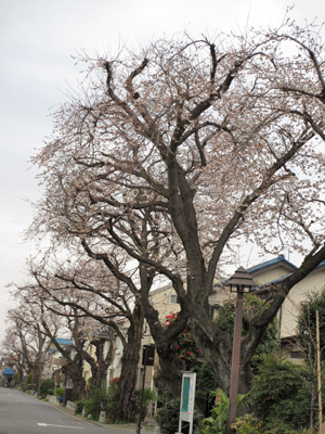 住宅街の桜並木