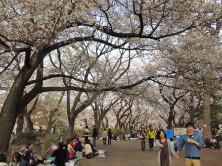 桜満開の井の頭公園