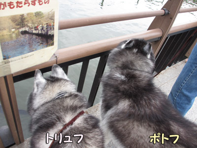 井の頭公園