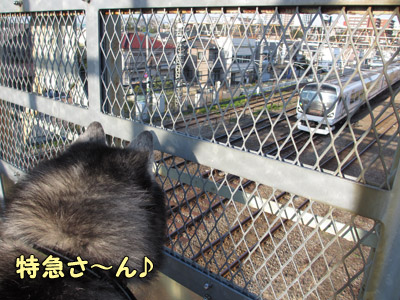 ポトフ