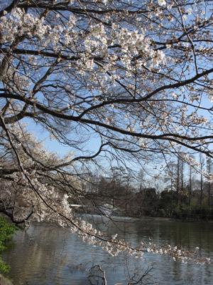 井の頭公園の桜
