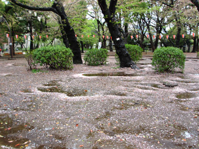 上野の葉桜