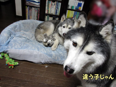 子育てトリュフ