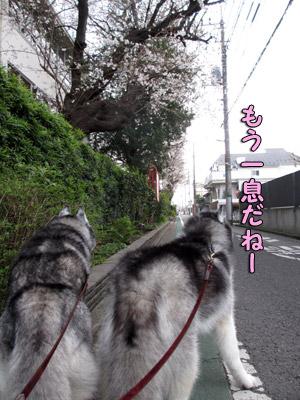 小学校の桜