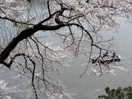 北の丸公園の桜