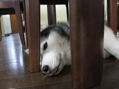 ポトフ