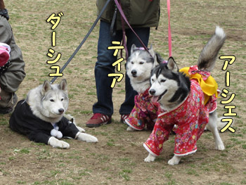 雛祭りハスキーズ