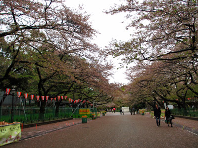 上野の葉桜