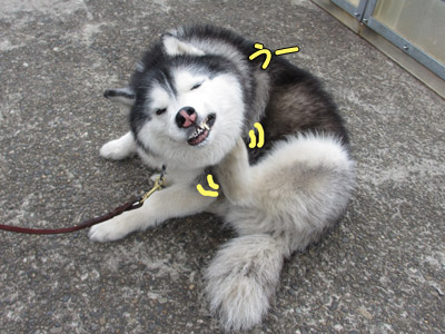 かいかいポトフ