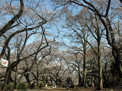 井の頭公園の桜