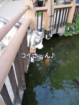お池の観察