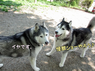 守谷ドッグランにて