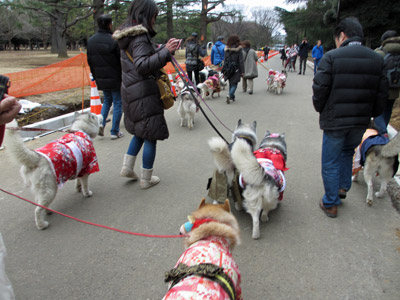 雛祭りハスキーズ